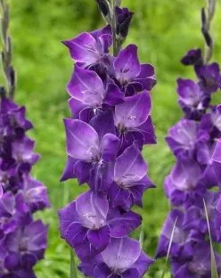 Гладиолус крупноцветковый Виолетта